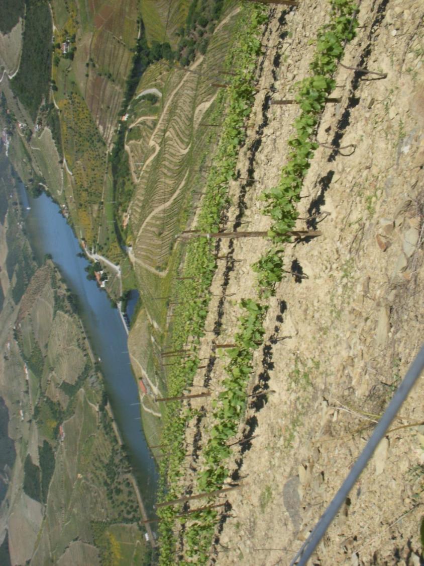 Quinta Da Azenha Otel Folgosa  Dış mekan fotoğraf